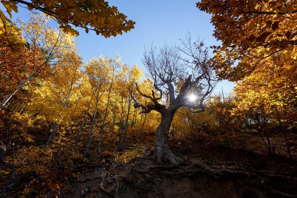 Старина Бук