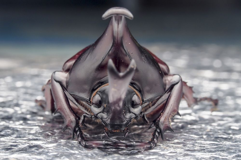 rhinoceros beetle