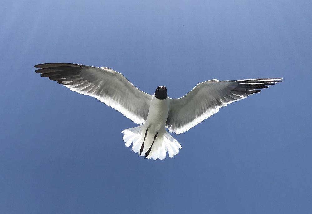 Seagull in Galveston
