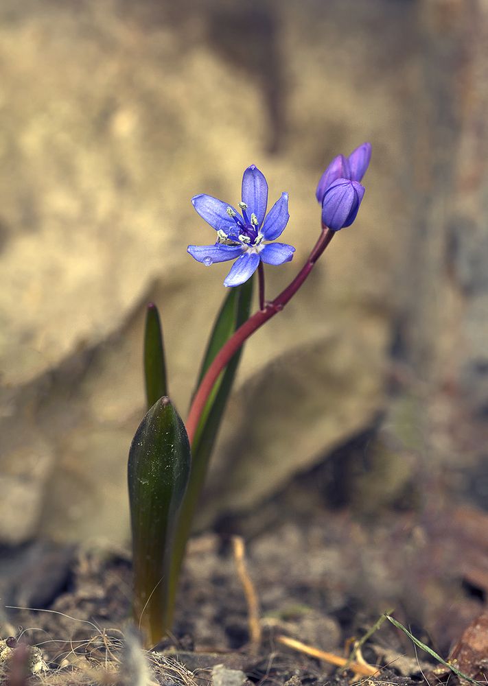 Здравствуй, Март!
