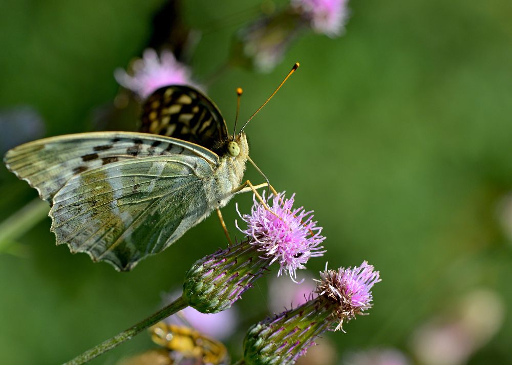Photograph by Юрий Бичеров