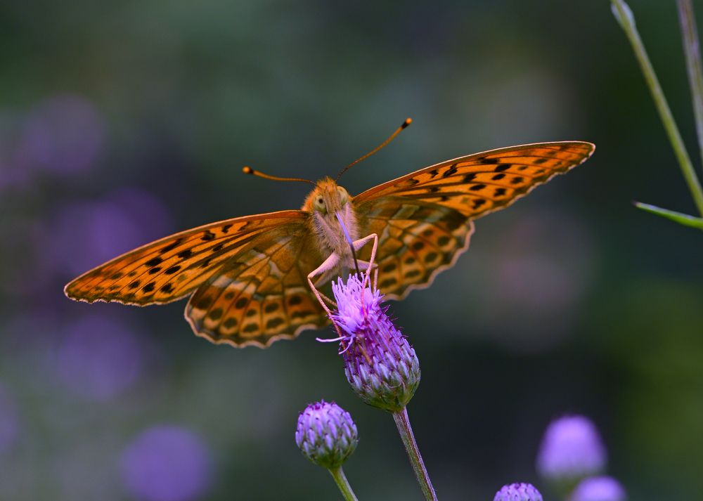 Photograph by Юрий Бичеров