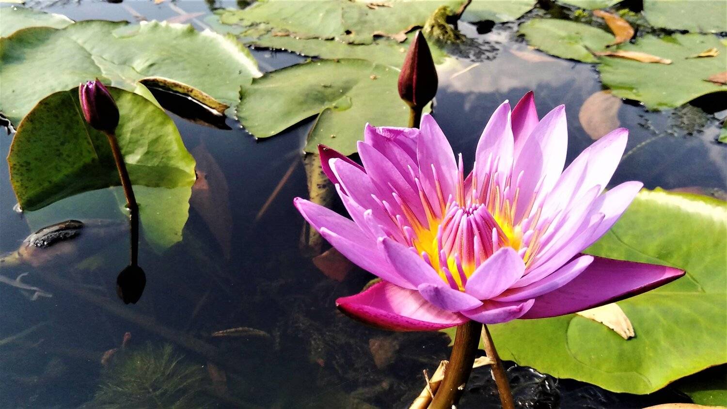 Water lily