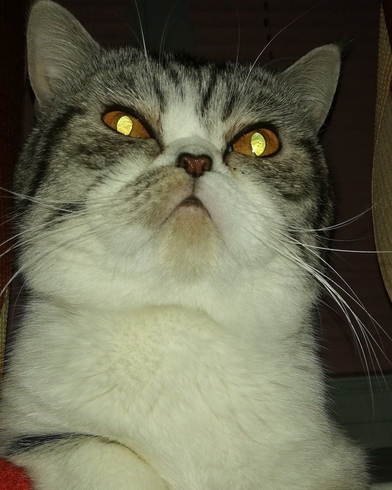 Мой кот Ватсон