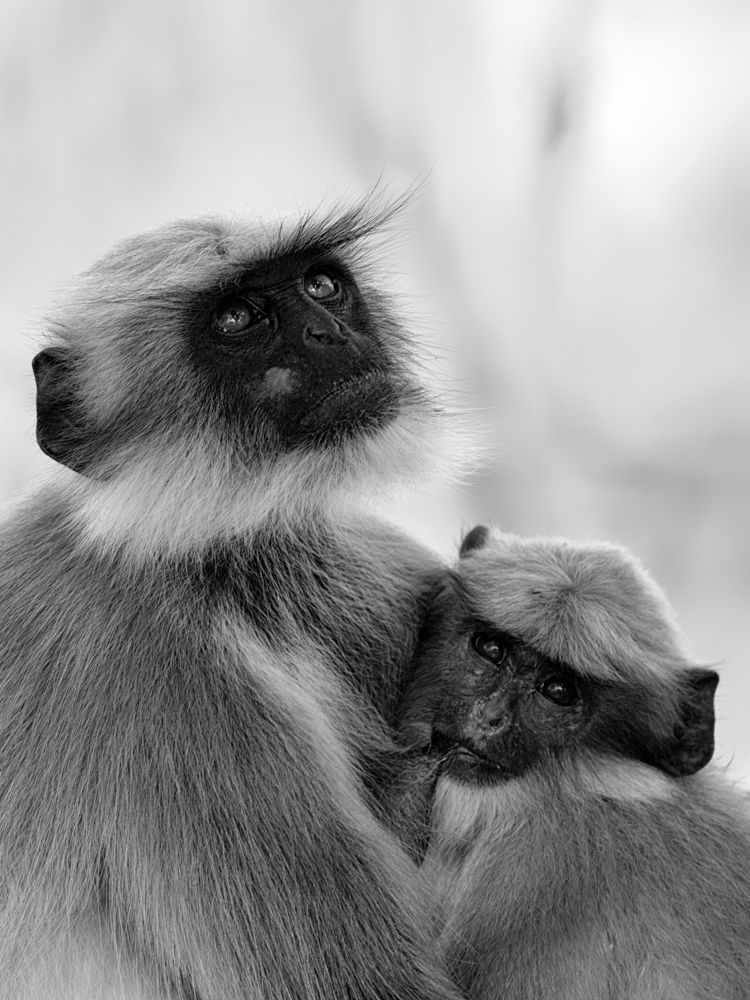 Langur