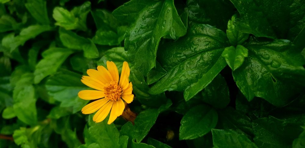Nature Photography - Sun Flower