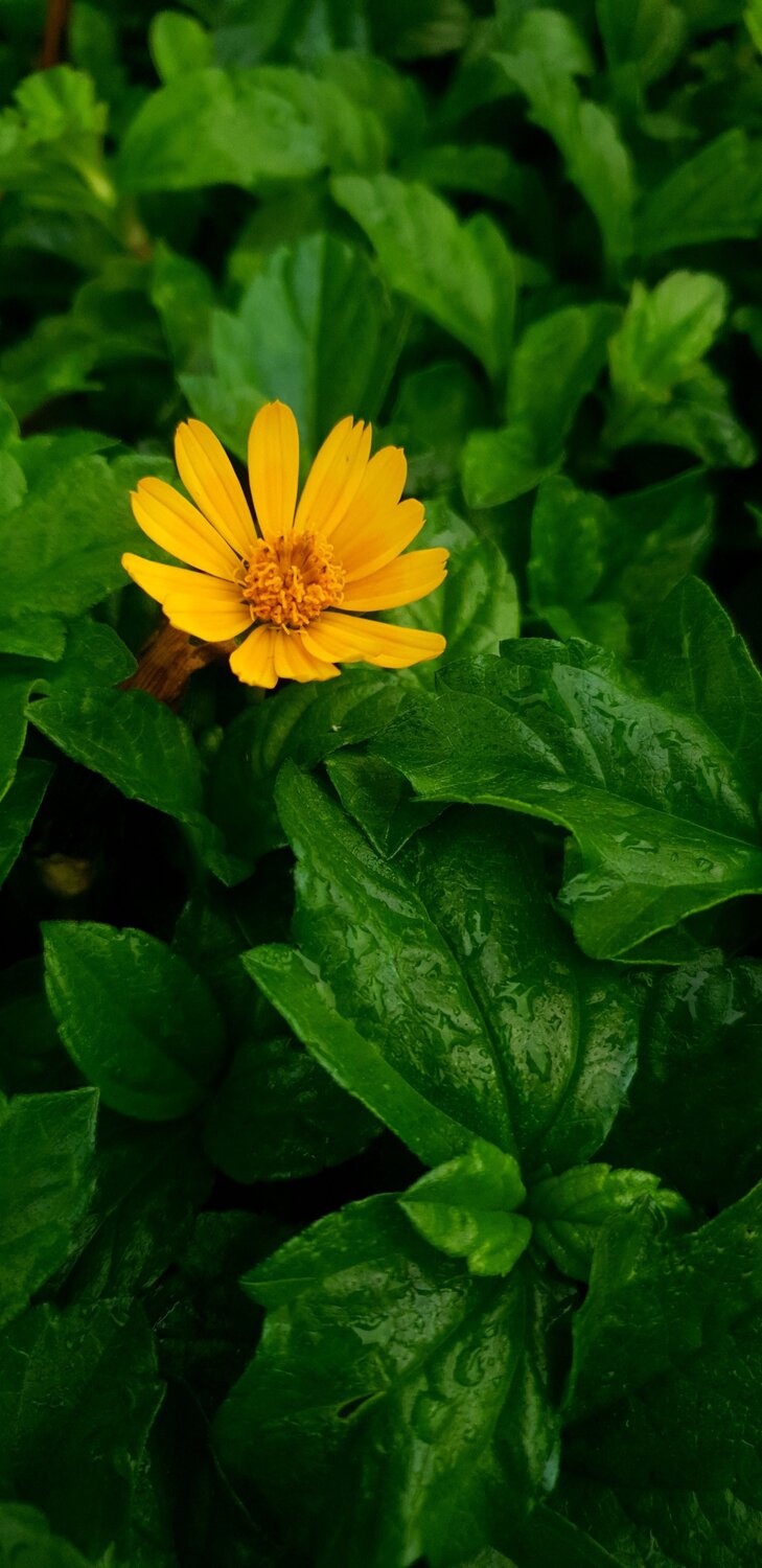 Nature Photography - Sun Flower