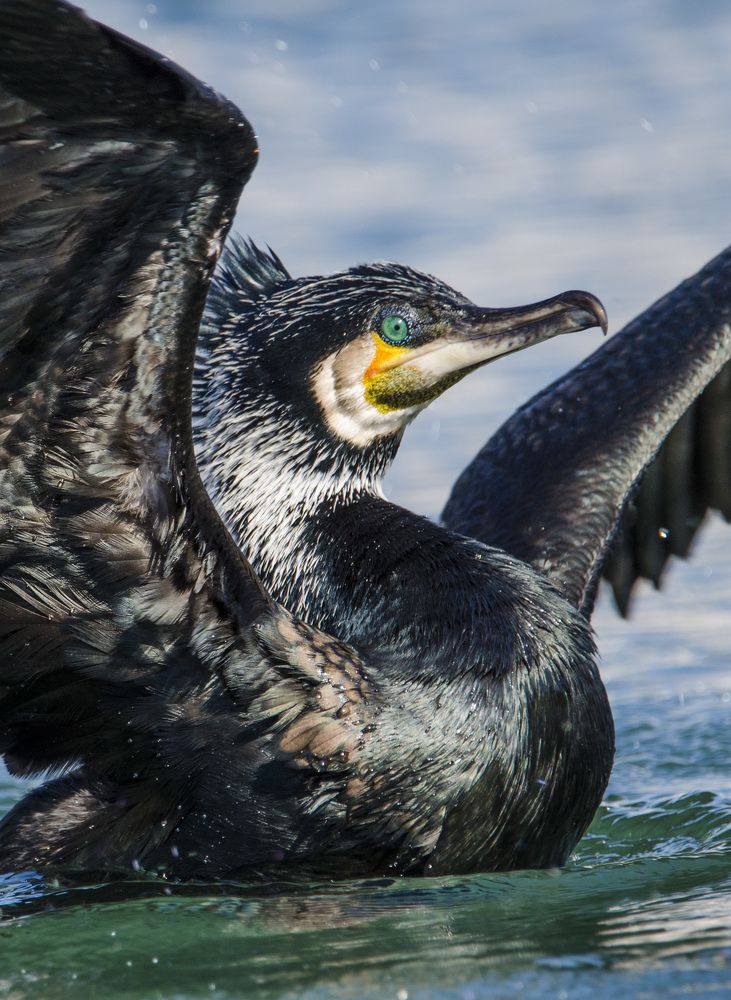 Corvo Marinho de faces brancas (Phalacrocorax carbo)...