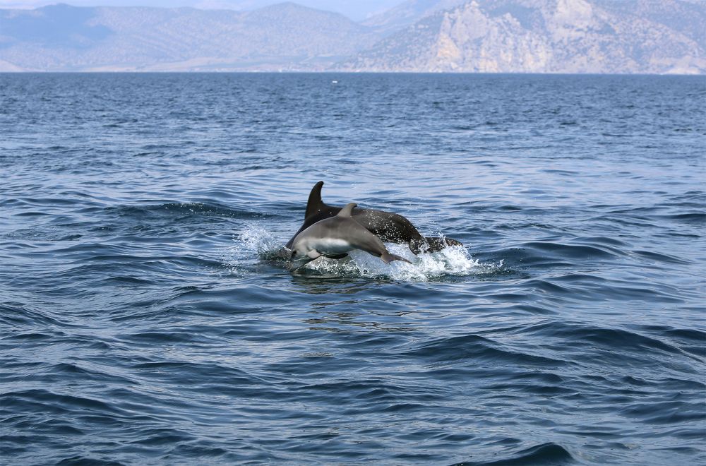 Групповой полет