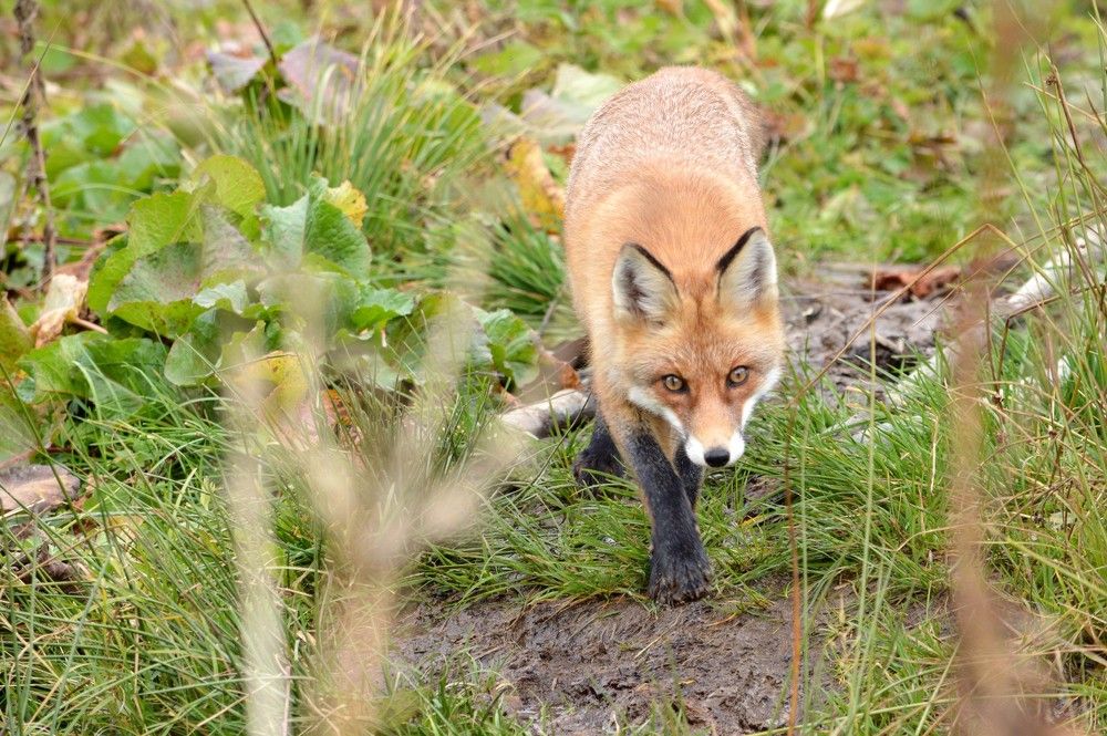 Любопытство