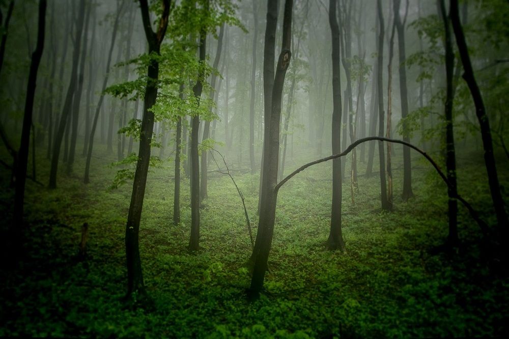 Mystic forest