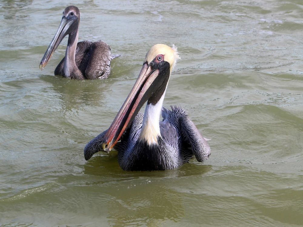 Старый и молодой