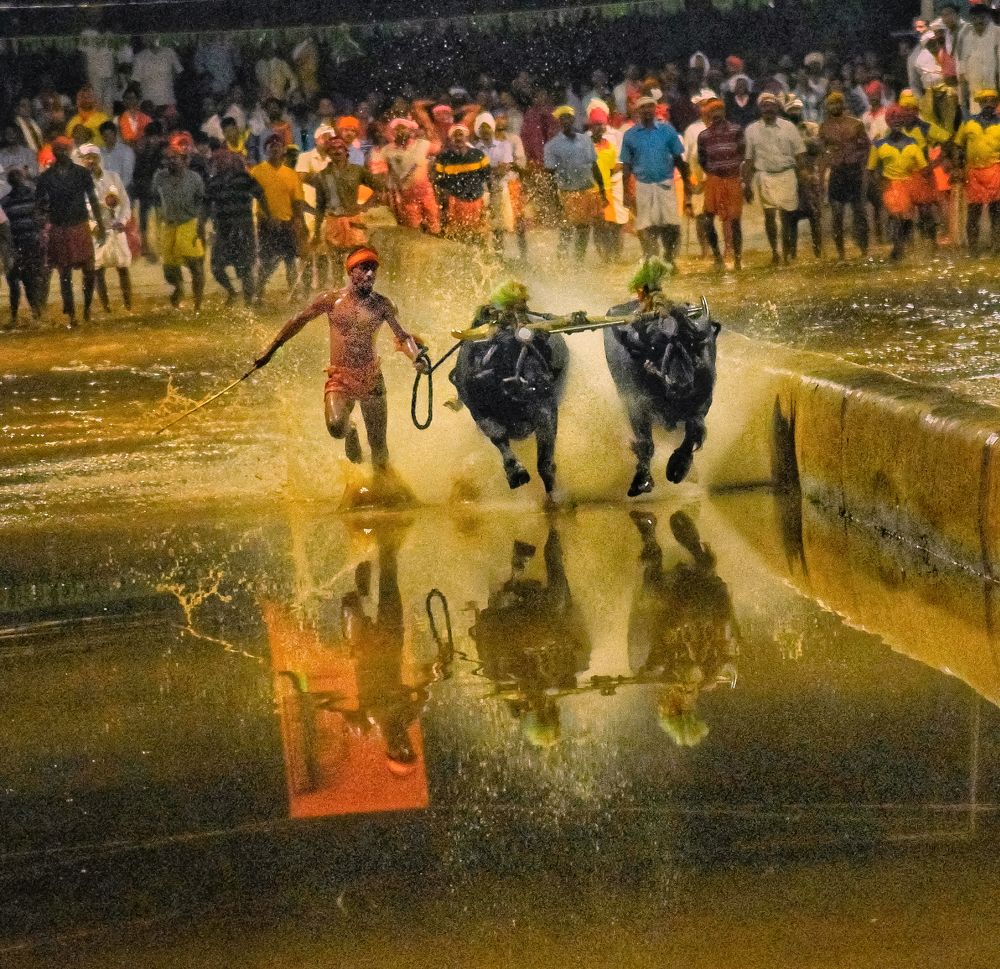 Kambala (ಕಂಬಳ)