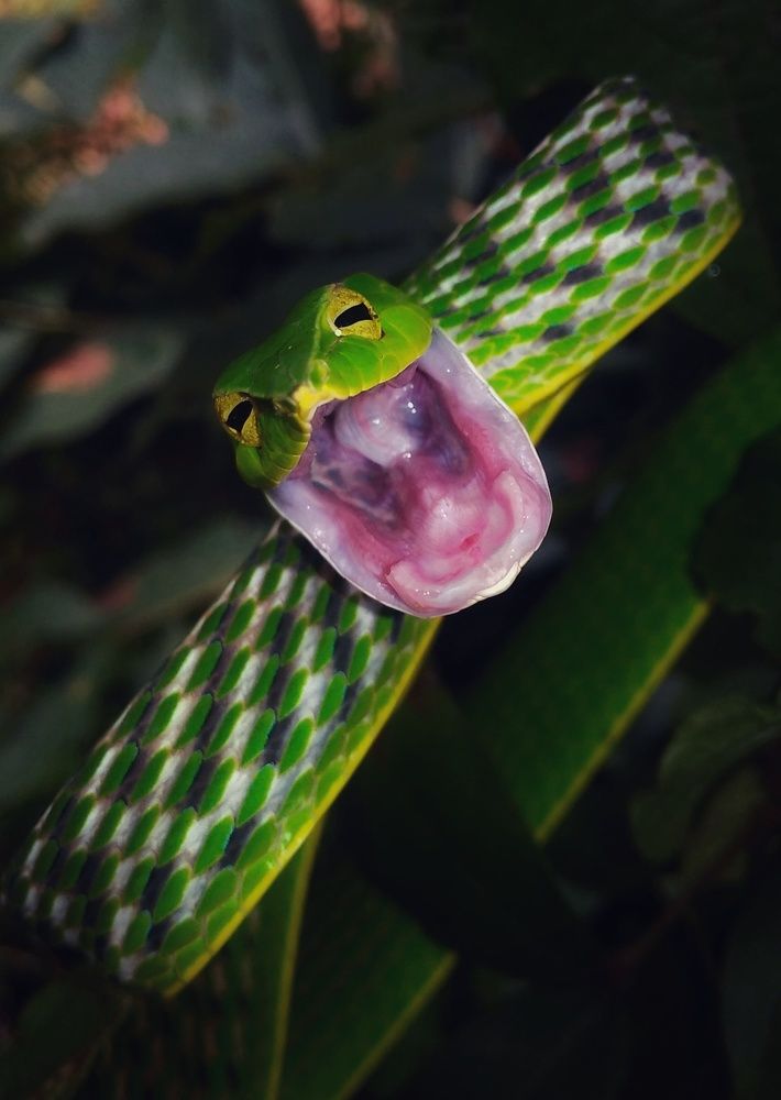 Hunting master mr aggressive Greenvine snake