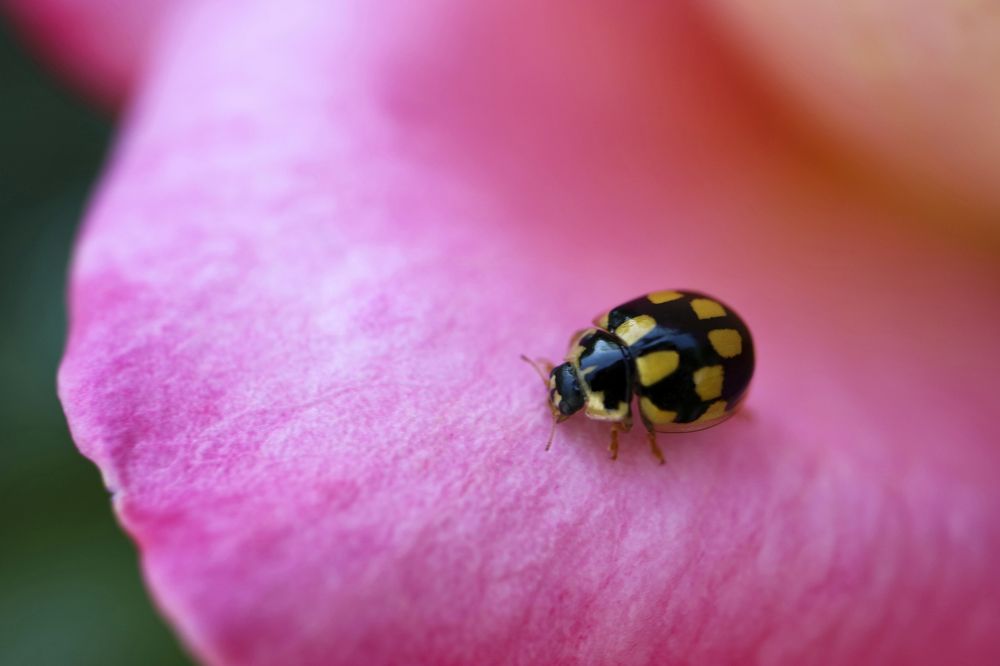 Black Ladybug