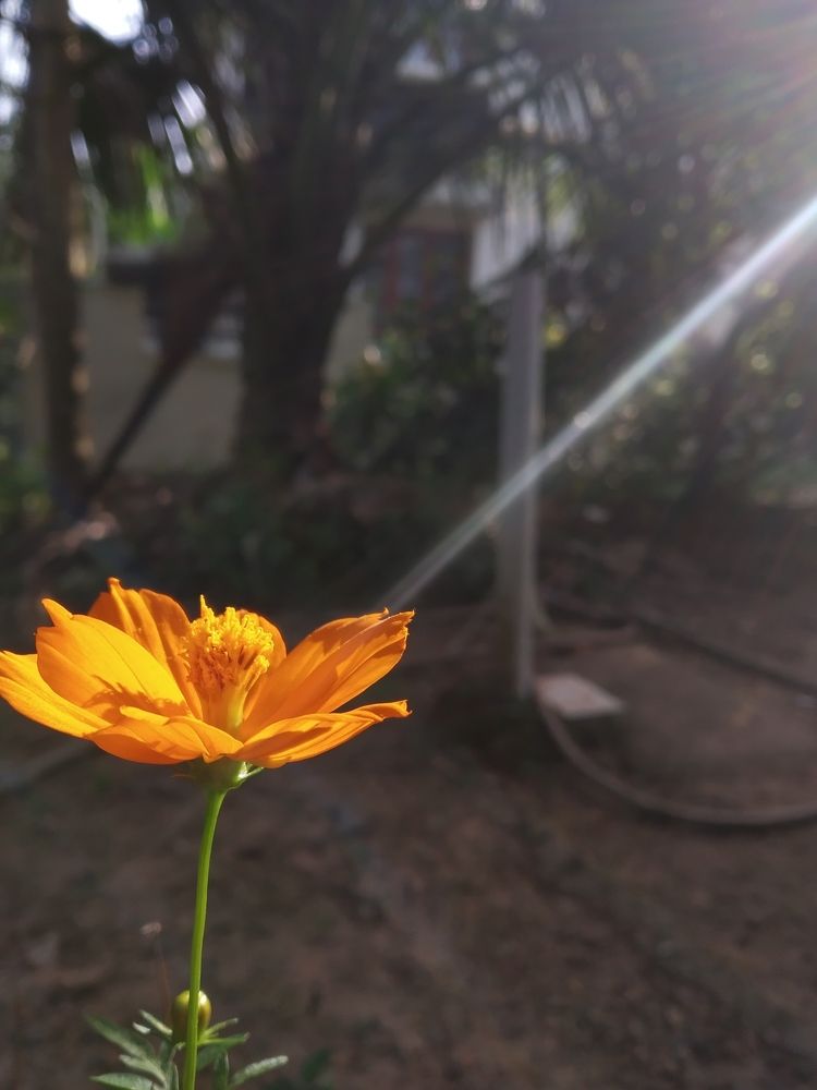 Flower