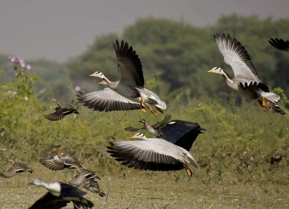 Run for life - Bar-headed goose