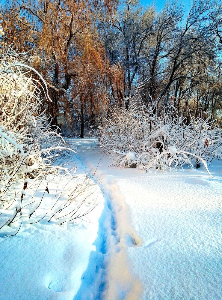 Краски зимы