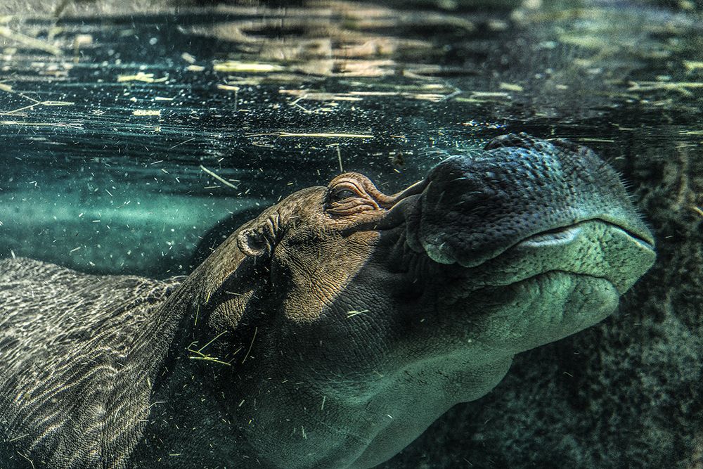 UNDERWATER HIPPO