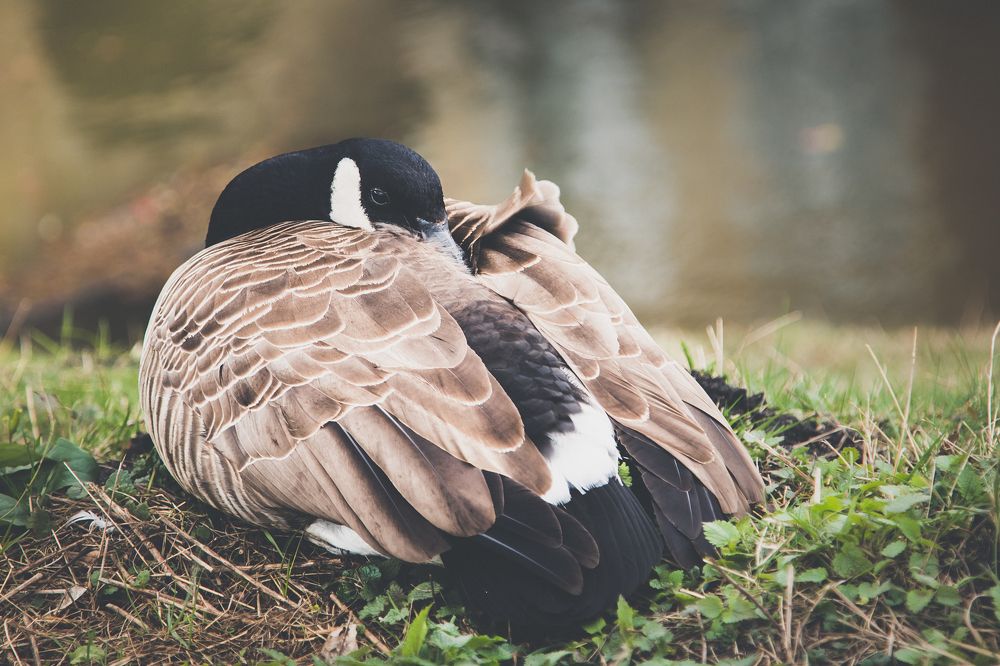 Канадский Гусь