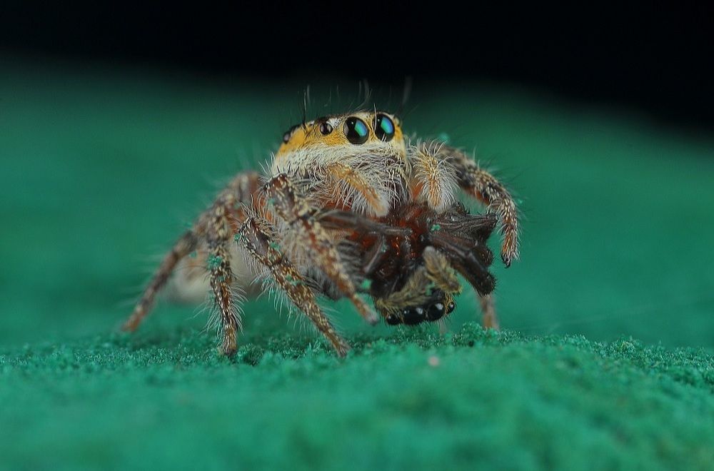 Baby jumping spider sp