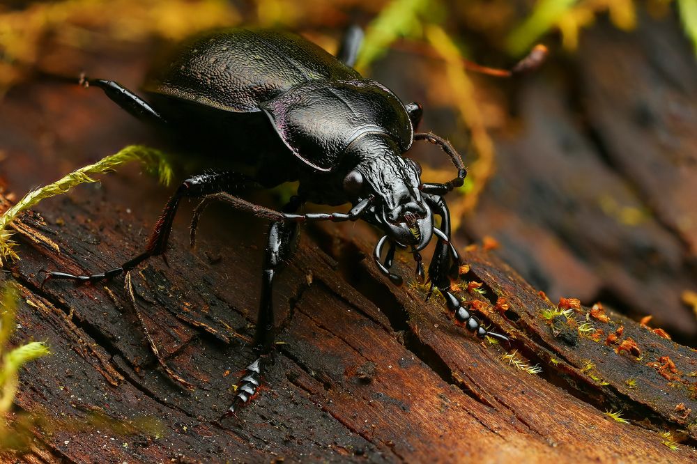 Жужелица на дереве