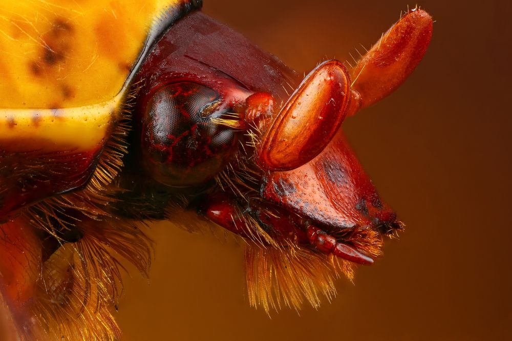 Бронзовка Африканская