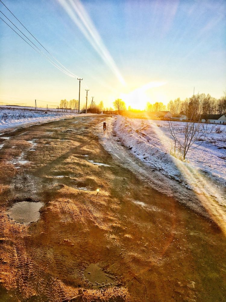 Прогулка с собакой