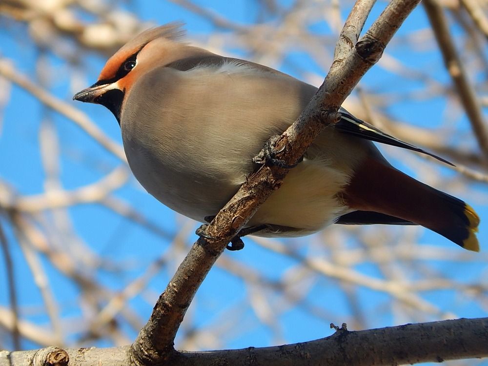 Свиристель