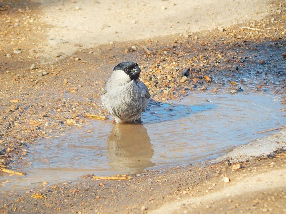 Купание серого снегиря
