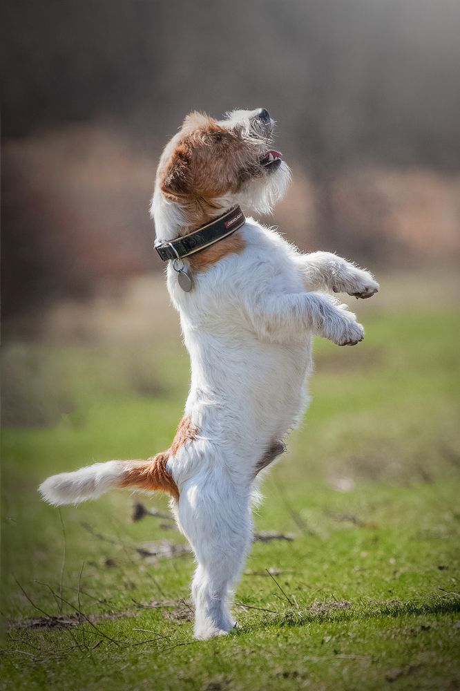 звезда балета