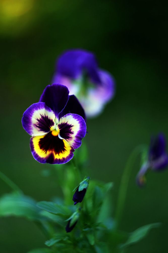 Анютины глазки