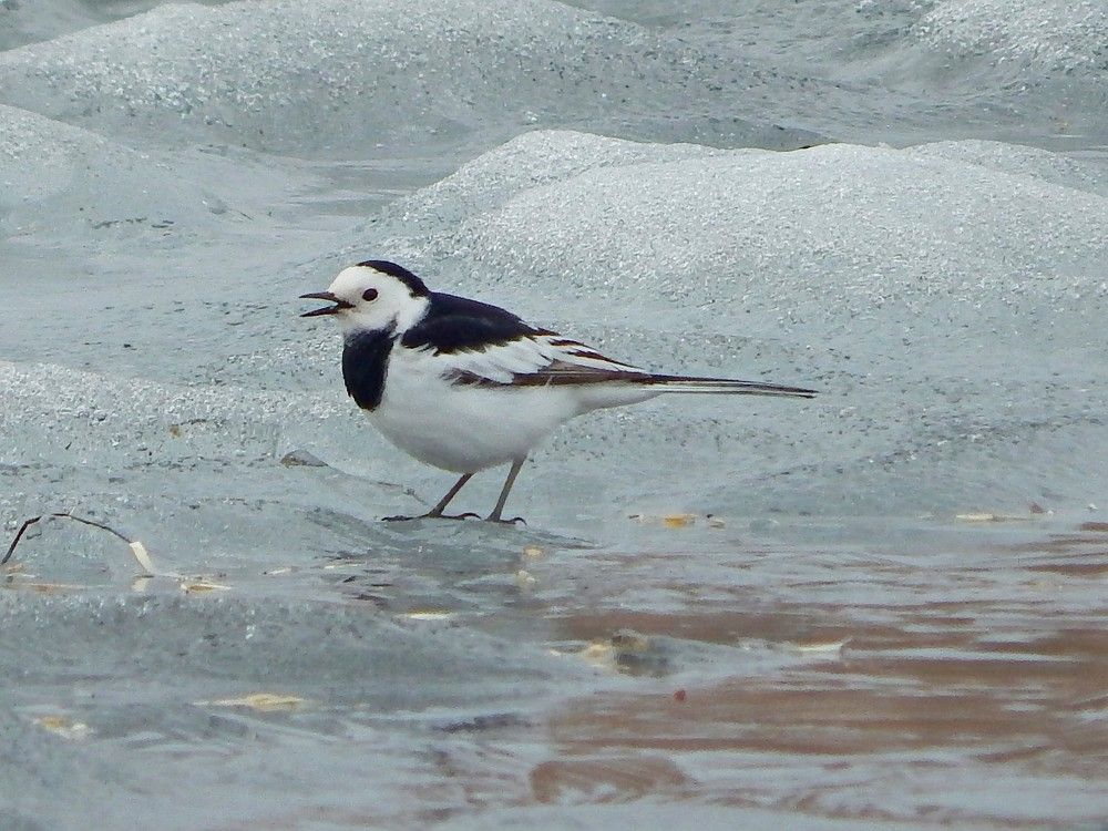 Ледовая трясогузка
