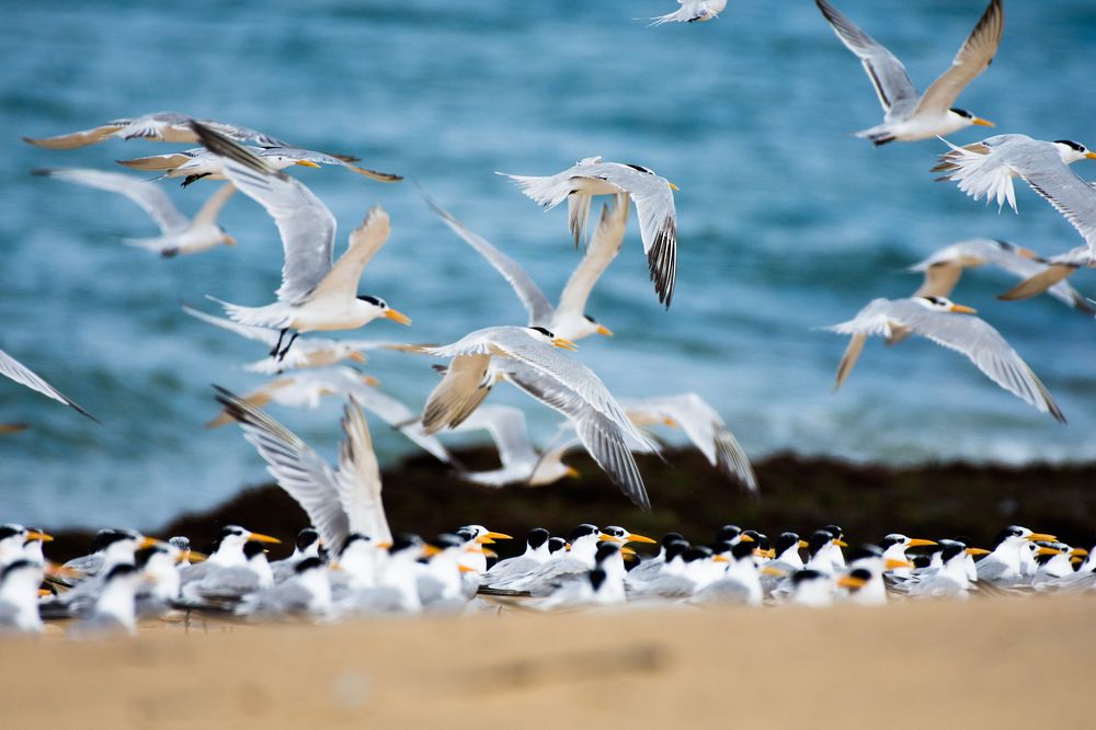 Flying Terns