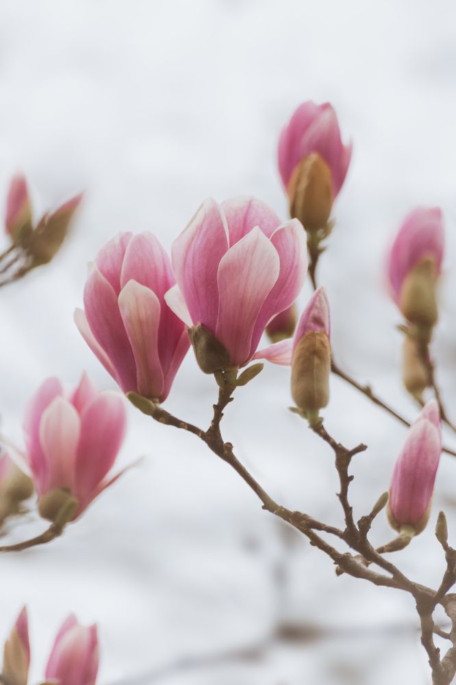 Магнолия суланжа