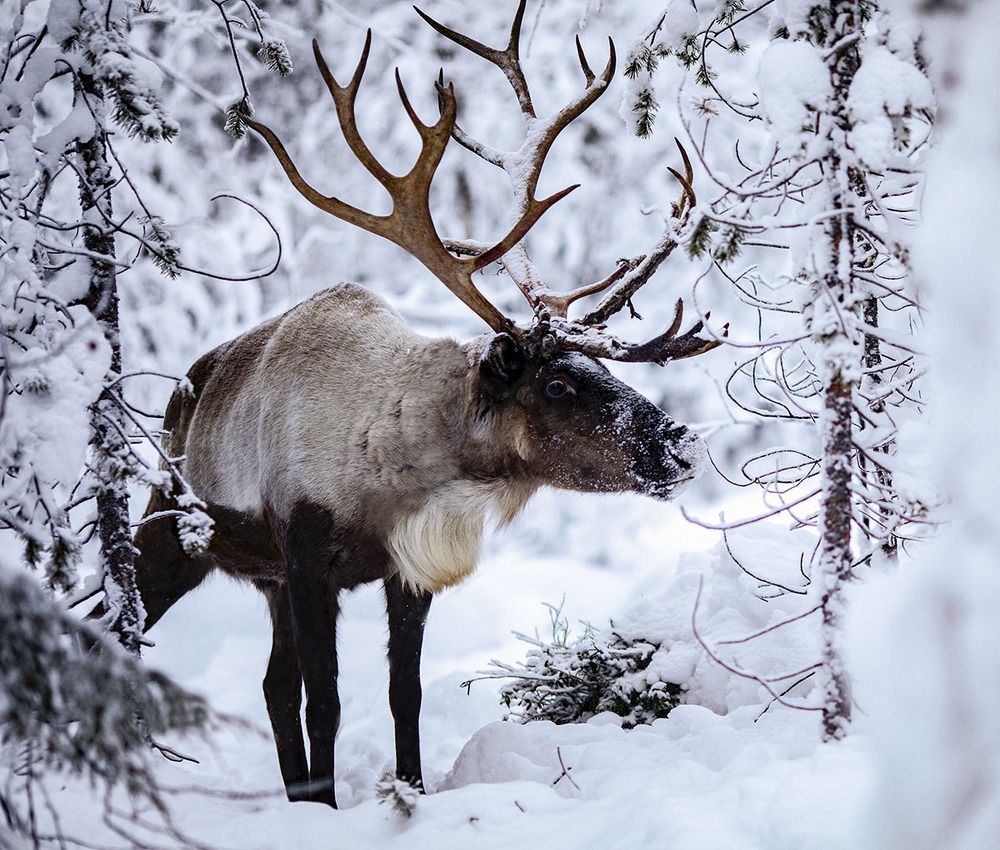 Северный Олень