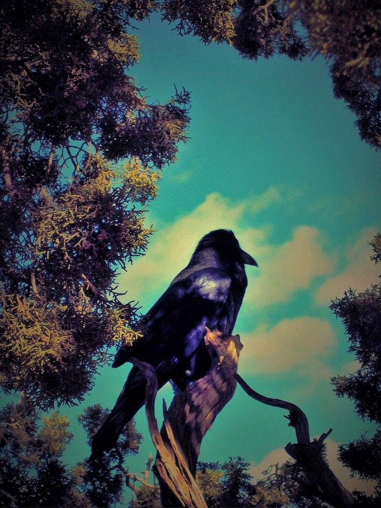 Crow