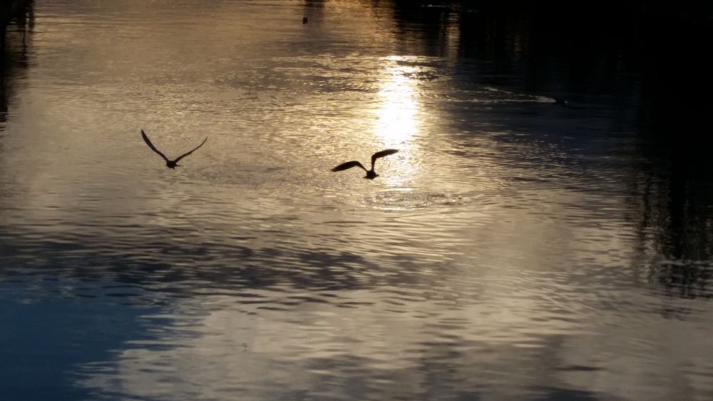 Birds on the Dambovita river