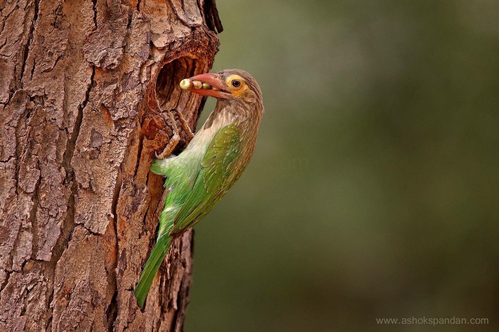 Brown Headed Barbet