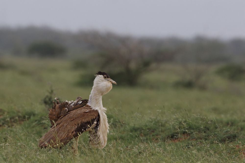 Lord of Grassland ( Great Indian bustard )