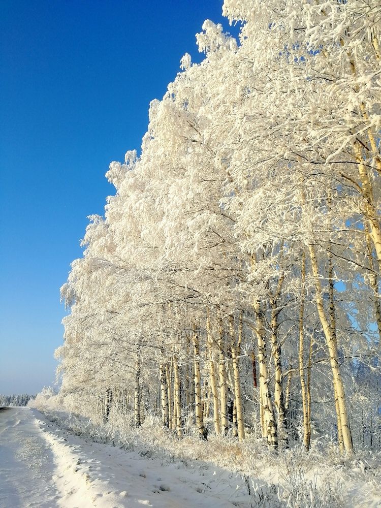 Зимняя дорога