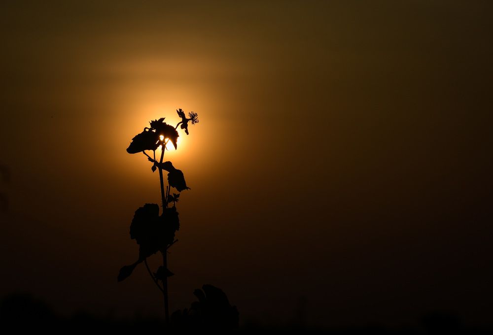 sunset behind the flower