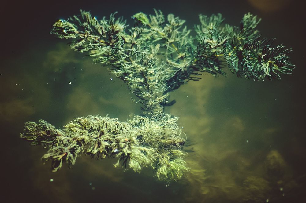 Photograph by Marius Žvikas