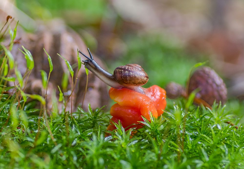 Серая шейка