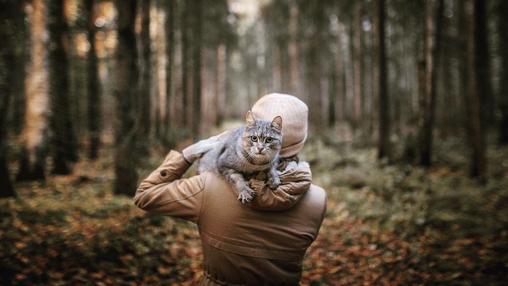 Житель пасеки по имени Грэй