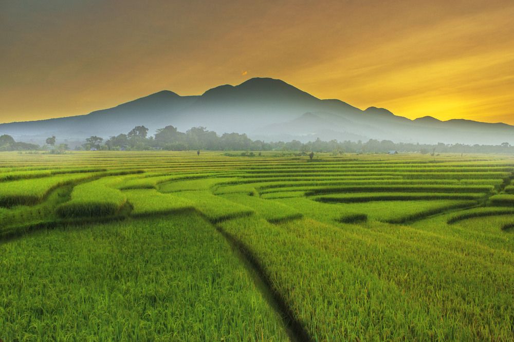 natural beauty with rice fields and mountains in Bengkulu Utara