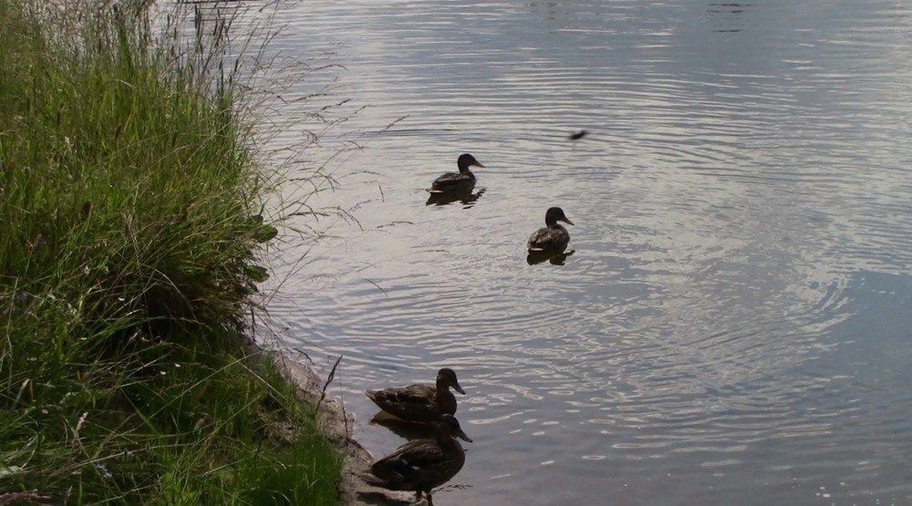Утки на реке Оредеж