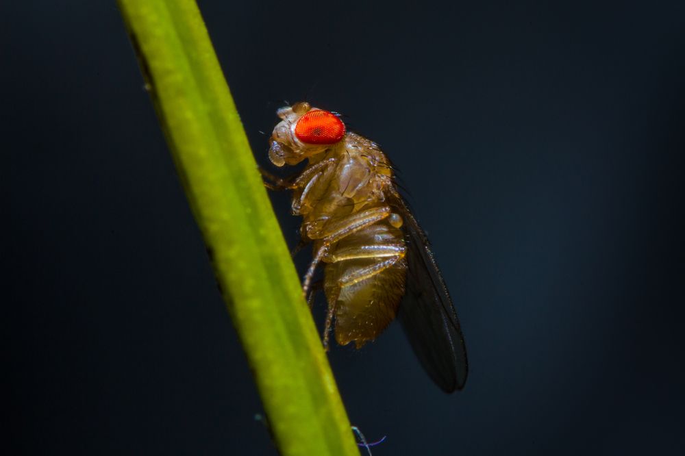stinkbug