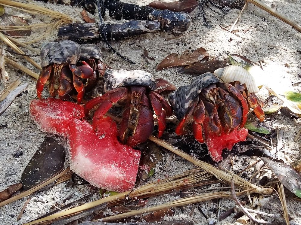 Раки-отшельники, поедающие арбуз