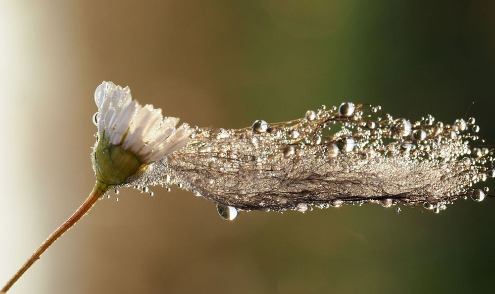 В свадебном убранстве